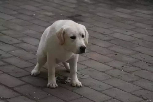 小狗多久拉屎和拉尿
