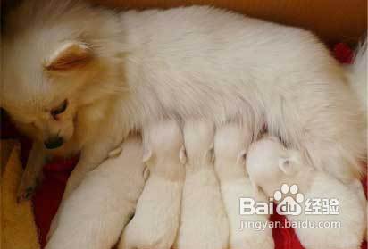 母狗产后瘫痪治疗方案
