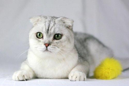 折耳猫多久折耳