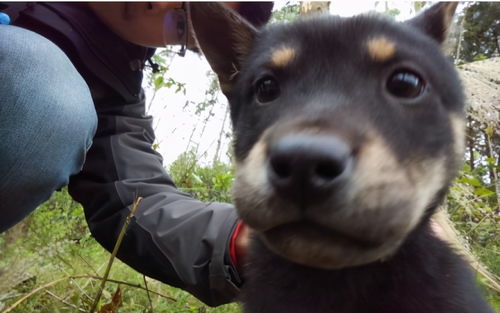 适合养的中型犬品种