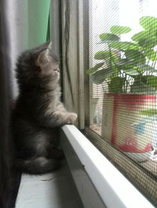 奶猫多久可以吃水泡奶糕