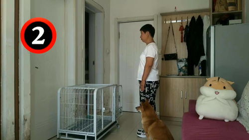 训练柴犬视频教程