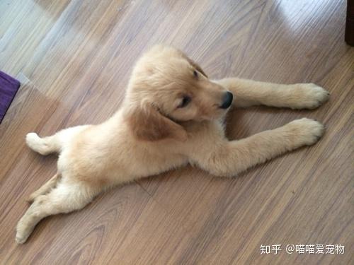 幼犬需要补钙到几个月