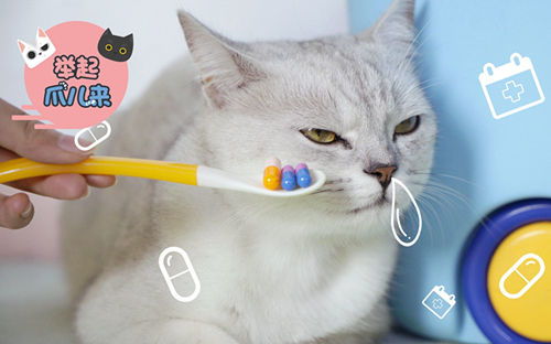 性价比高的驱虫药猫