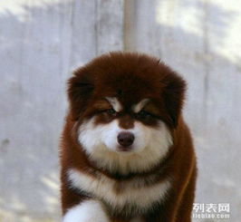 阿拉斯加大型犬价格