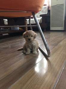 小狗多久训练拉屎撒尿