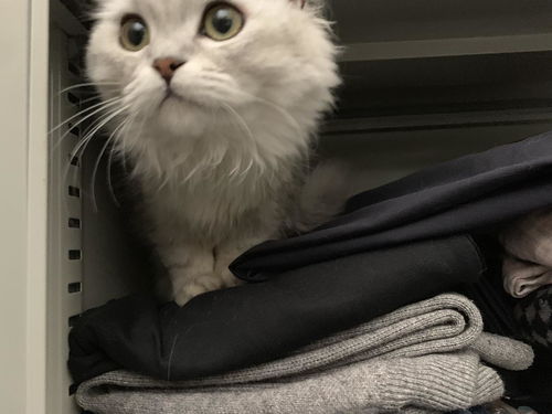 7个月母猫6斤正常吗