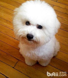 比熊犬怀孕多久生产