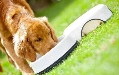 金毛幼犬该吃什么狗粮