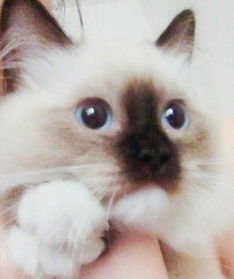 布偶猫有色块能繁育吗
