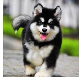 阿拉斯加幼犬尿黄什么原因