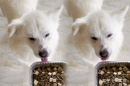 小狗食欲不振吃几口就不吃