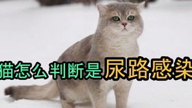 如何判断公猫发情期过去