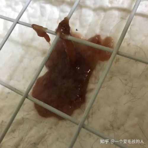 狗狗拉虫子还呕吐