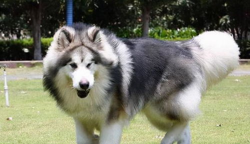 阿拉斯加大型犬吗能养吗
