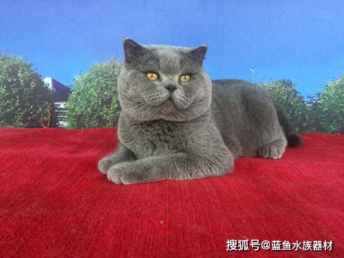 蓝猫能吃的20种食物