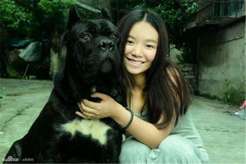 卡斯罗犬身高体重标准