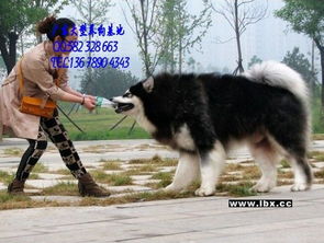 阿拉斯加咬狗厉害吗