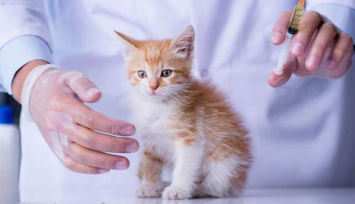 猫打疫苗要多久才绝育
