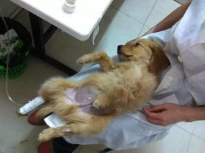 狗狗细小后怎么护理