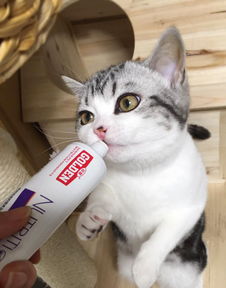 如何泡猫粮给猫吃