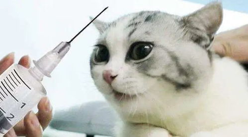 猫打完疫苗可以洗澡嘛