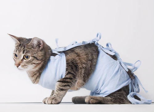 小猫多久做一次体内外驱虫