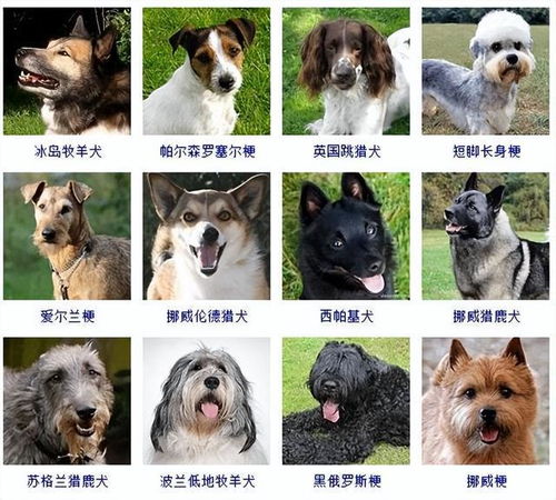 狗的种类都有哪些