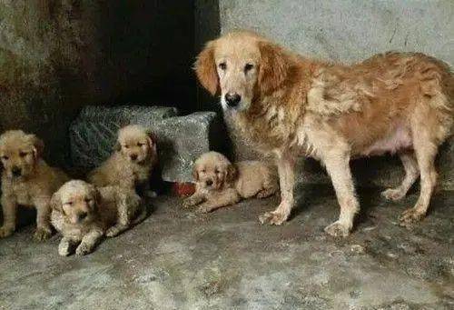 金毛犬多久生一胎