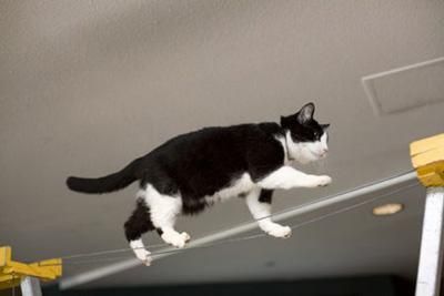 猫可以训练的技能
