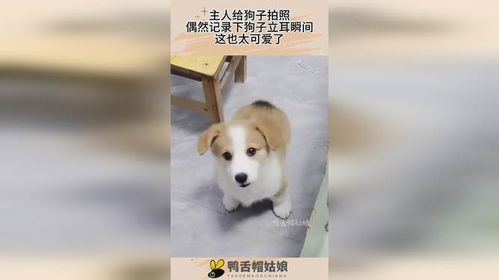 给小狗立耳多久会立起来