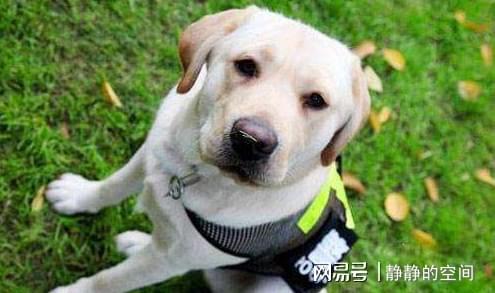 拉布拉多每个月体型变化