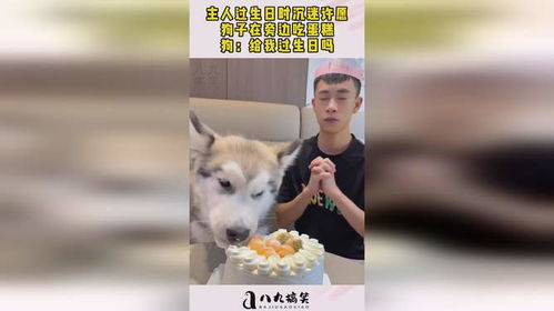 狗可以吃鸡蛋糕吗怎么吃