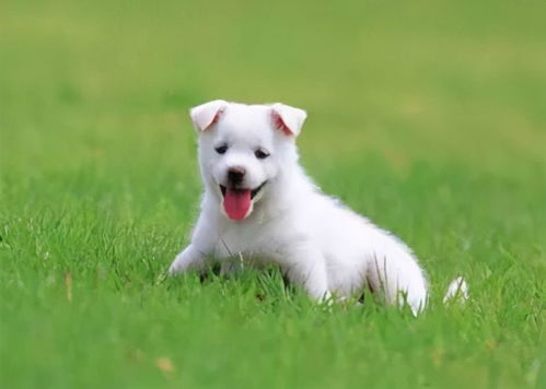 狗狗生完了流墨绿色