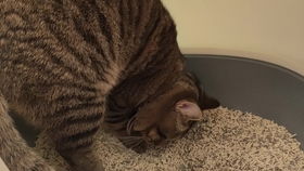 小猫吃完多久会拉粑粑