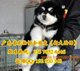 阿拉斯加犬多久生小狗