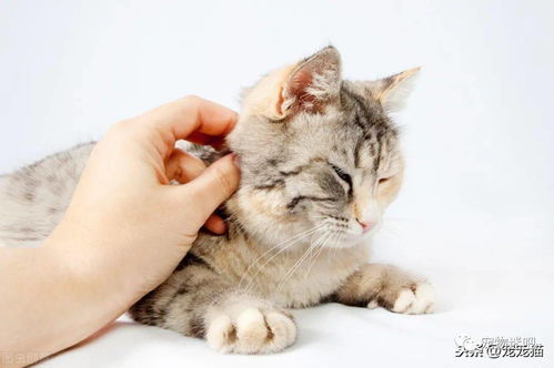 猫猫要多久才能适应新主人