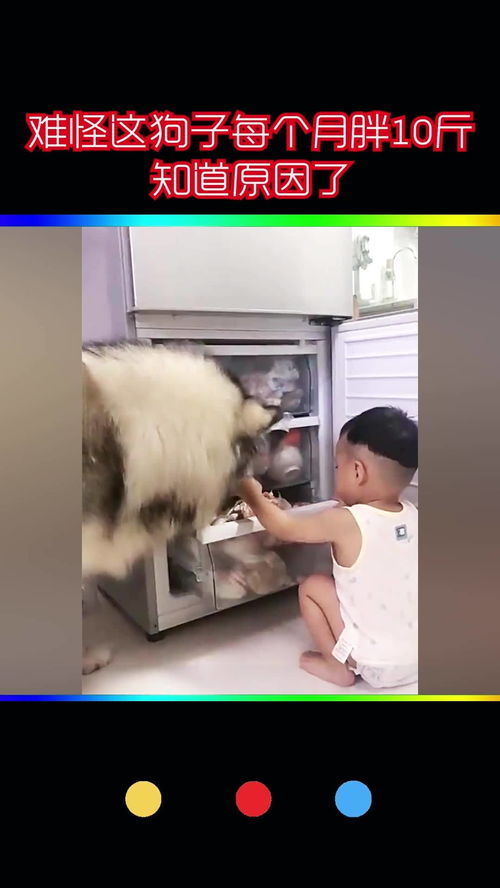 小狗长胖的原因