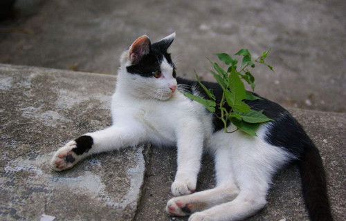 猫为什么拉外面但是尿盆里
