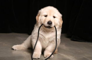 狗狗怀孕呕吐白色泡沫粘液