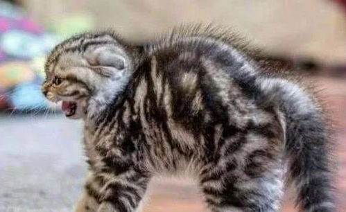 猫应激反应有哪些表现怎么治