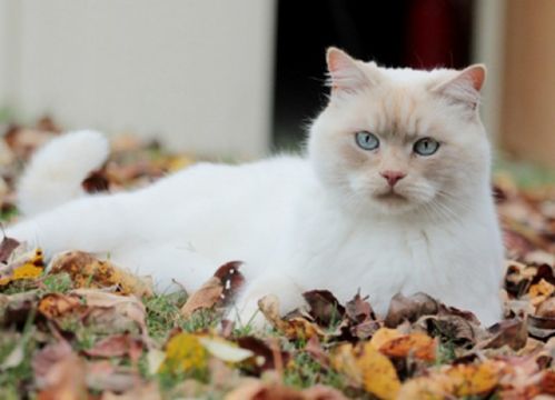 冬天猫发情会持续多久