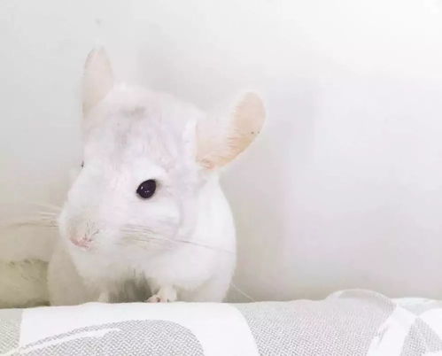 如何防止龙猫中暑