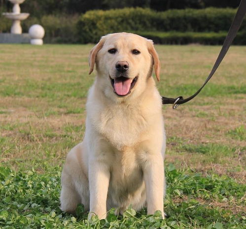 温顺的犬类有哪些