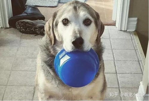 狗狗呕吐粉红色泡沫