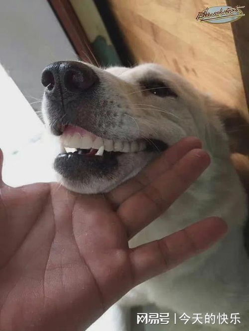 狗嘴巴边上有白沫子