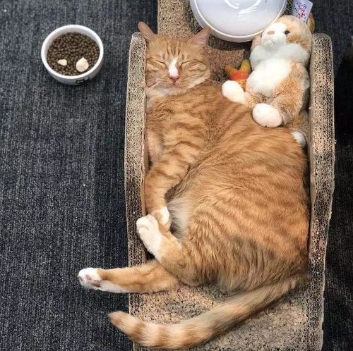猫几岁开始长胖