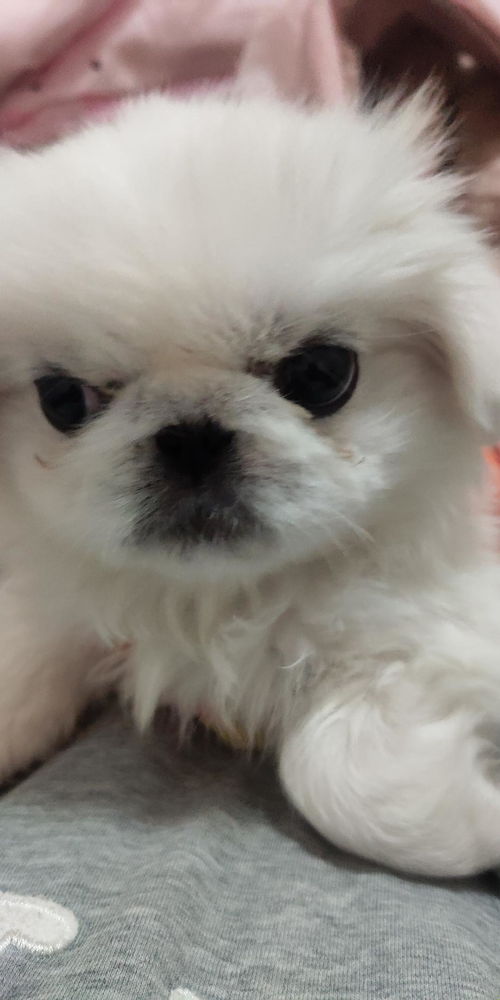 狗吃完饭多久可以跑步