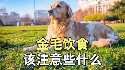 金毛应该吃什么食物