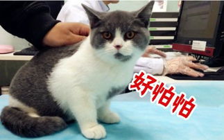宠物猫打什么疫苗,什么作用
